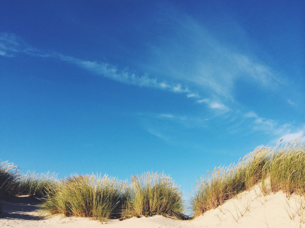Scenic view of grassy beach against blue sky
