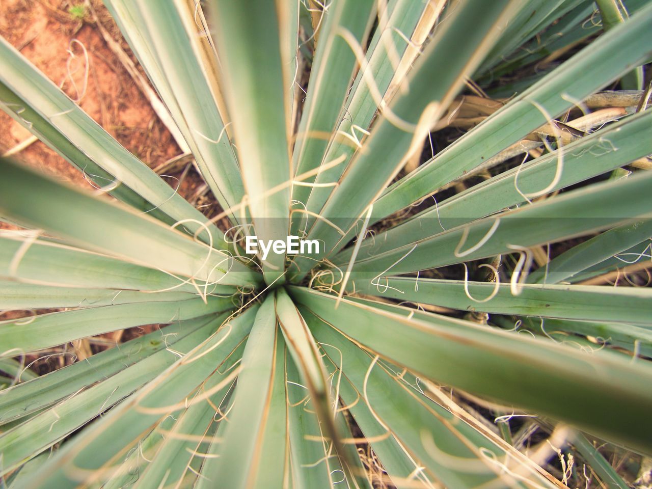 Full frame shot of green plant in forest