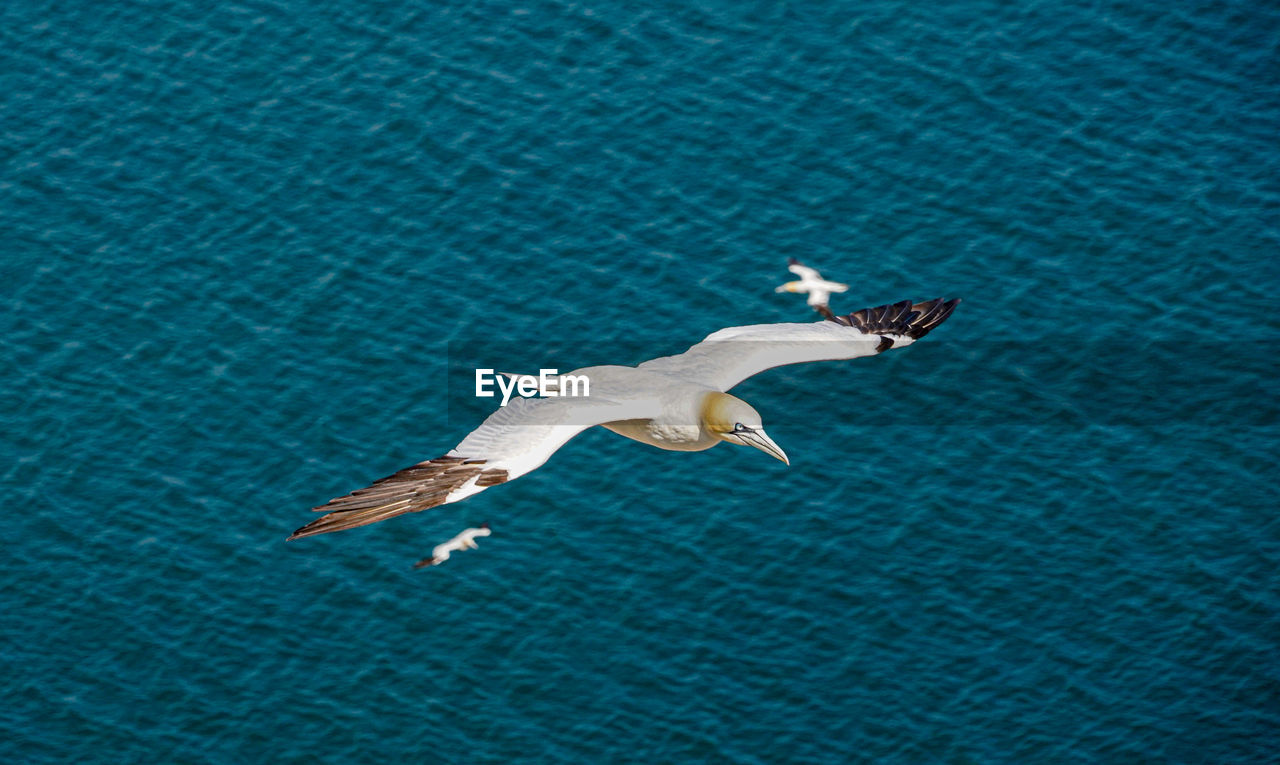 Close up of flying gliding large white sea-bird gannet with a huge wingspan over blue sky and ocean