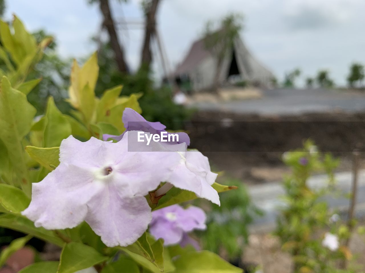 CLOSE-UP OF FRESH PURPLE FLOWER IN BLOOM