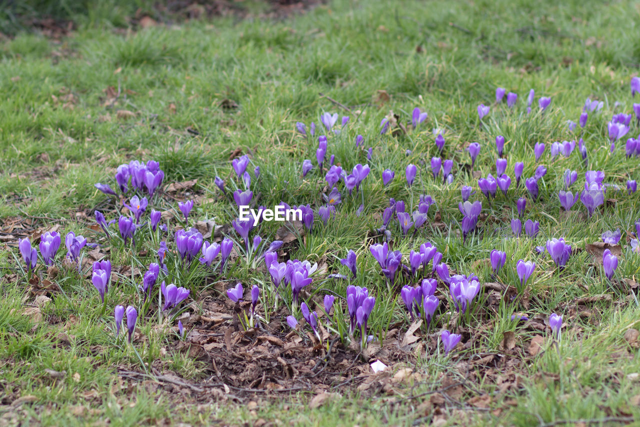 plant, flowering plant, flower, growth, beauty in nature, freshness, field, land, purple, nature, fragility, grass, no people, day, meadow, crocus, prairie, iris, wildflower, green, close-up, outdoors, springtime, tranquility, petal