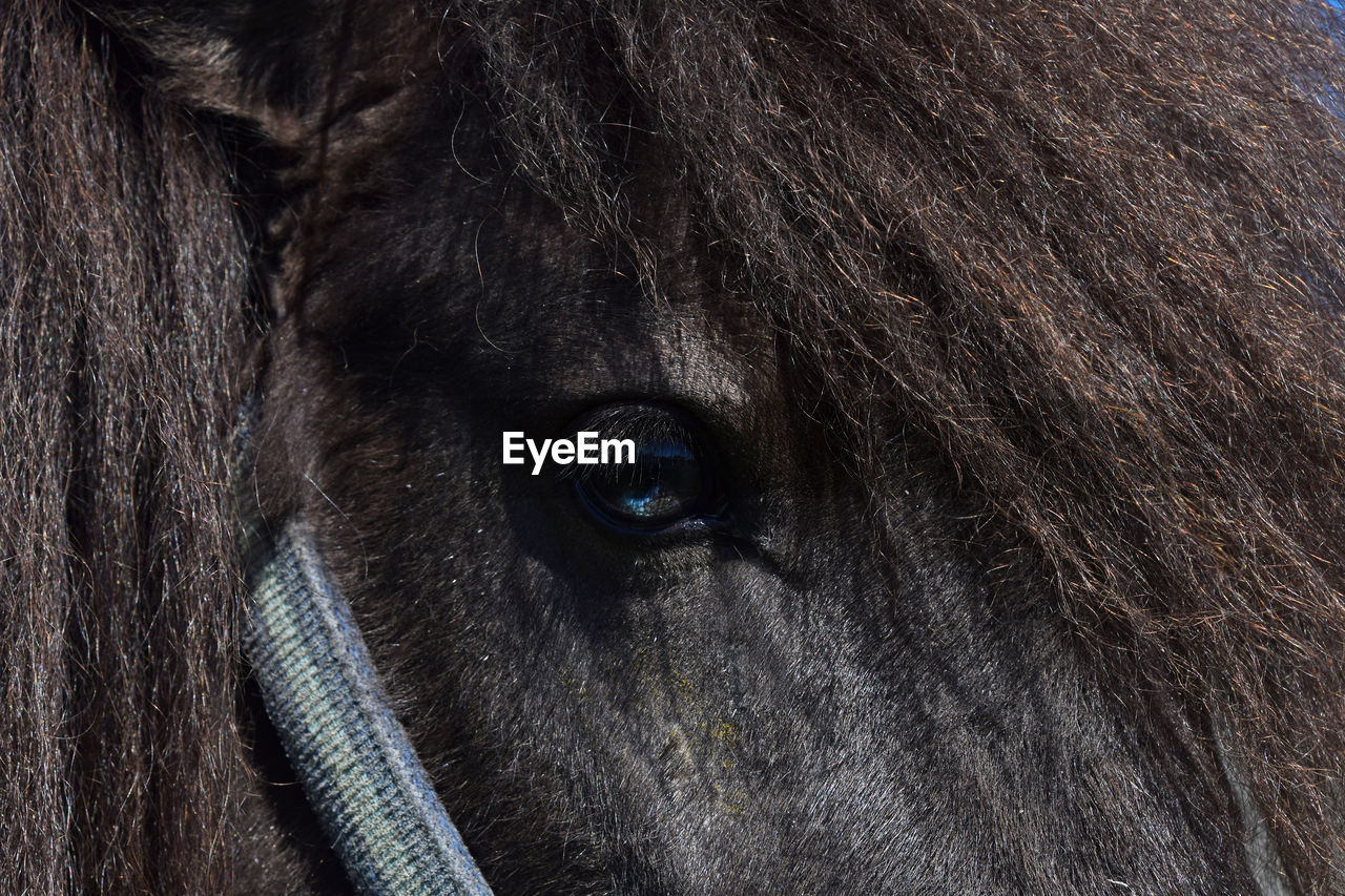 Extreme close up of horse eye