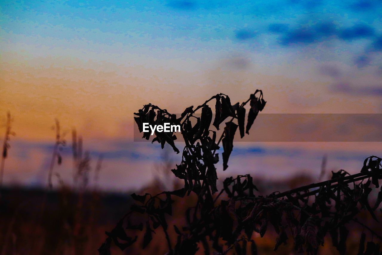 CLOSE-UP OF SILHOUETTE PLANT DURING SUNSET