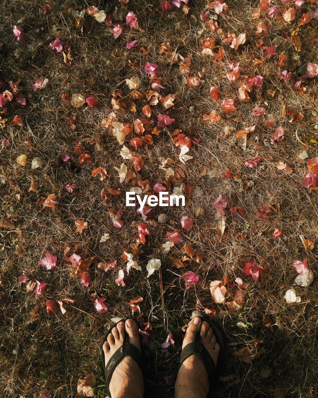 Low section of man standing on fallen flower petals