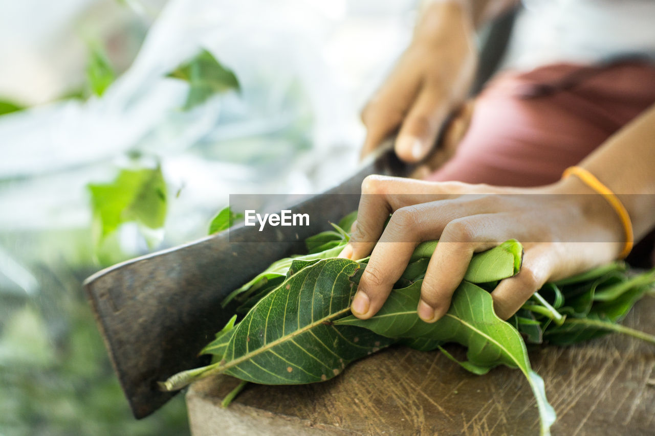 Close-up of hand cutting leaves