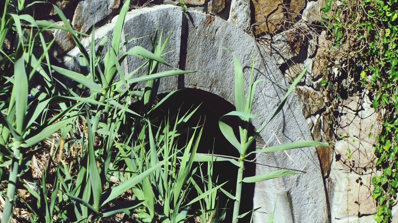 VIEW OF PLANTS