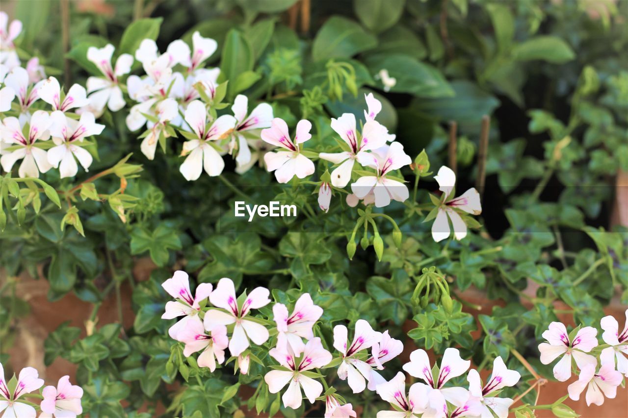 CLOSE-UP OF FLOWERING PLANT