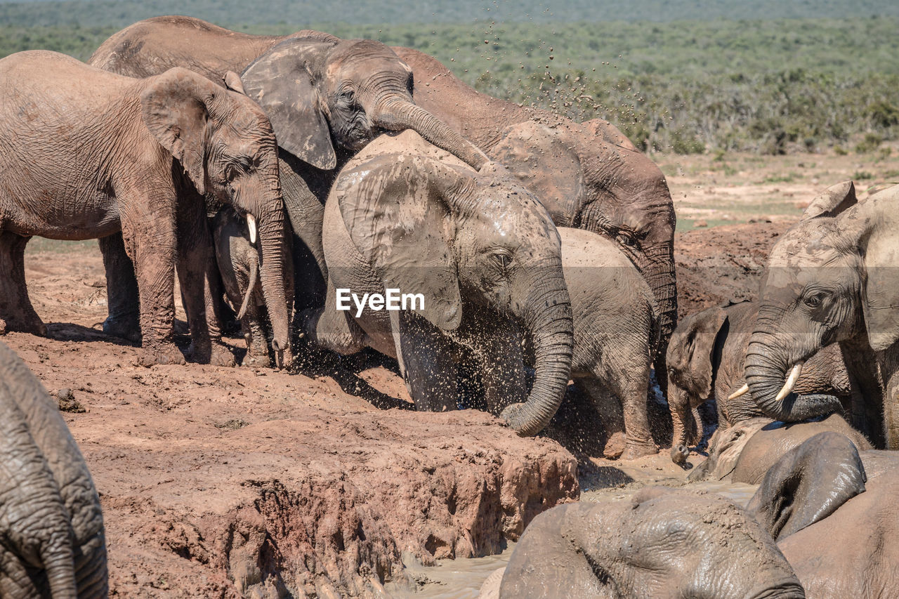 VIEW OF ELEPHANT DRINKING WATER FROM A HORSE