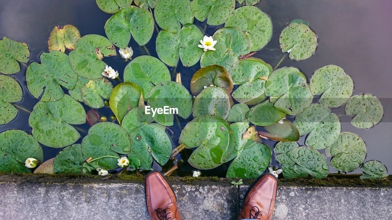 High angle view of man standing in front of pond