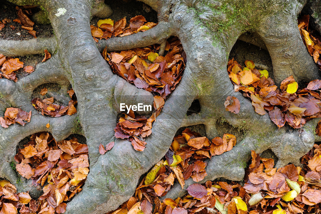 FULL FRAME SHOT OF FALLEN LEAVES ON TREE TRUNK