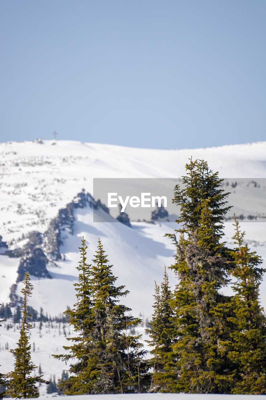 snow, winter, cold temperature, tree, plant, scenics - nature, coniferous tree, beauty in nature, mountain, pine tree, environment, nature, landscape, sky, pinaceae, forest, land, pine woodland, tranquil scene, no people, tranquility, mountain range, snowcapped mountain, non-urban scene, day, woodland, travel destinations, frozen, outdoors, travel, blue, white, remote, copy space, ridge, evergreen tree, clear sky, polar climate, wilderness, idyllic, tourism
