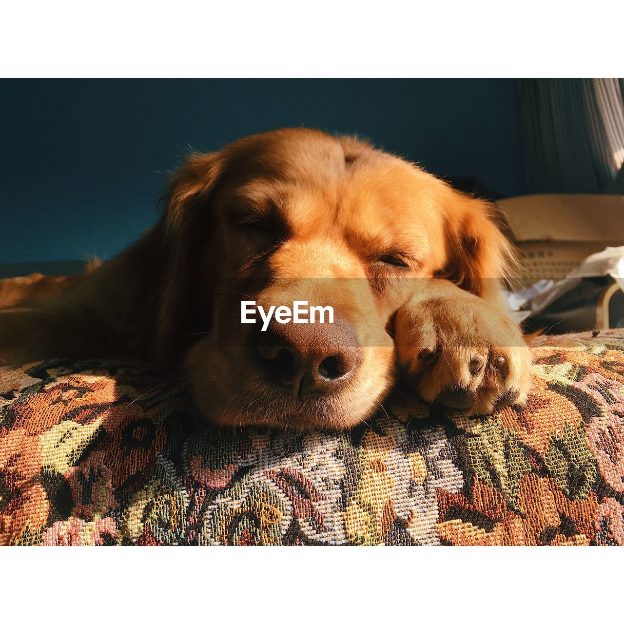 CLOSE-UP PORTRAIT OF DOG ON FLOOR