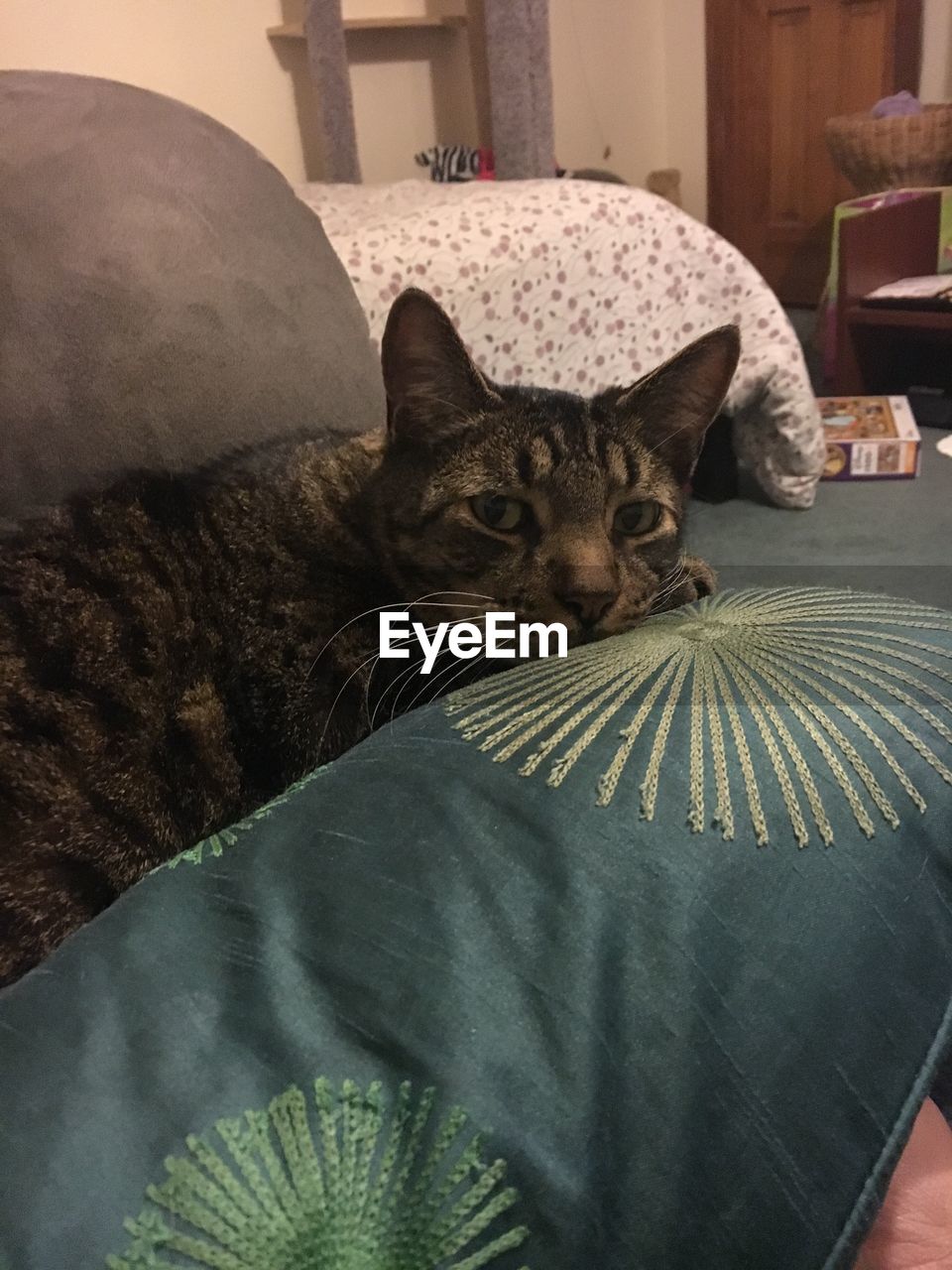 PORTRAIT OF CAT RELAXING ON BED