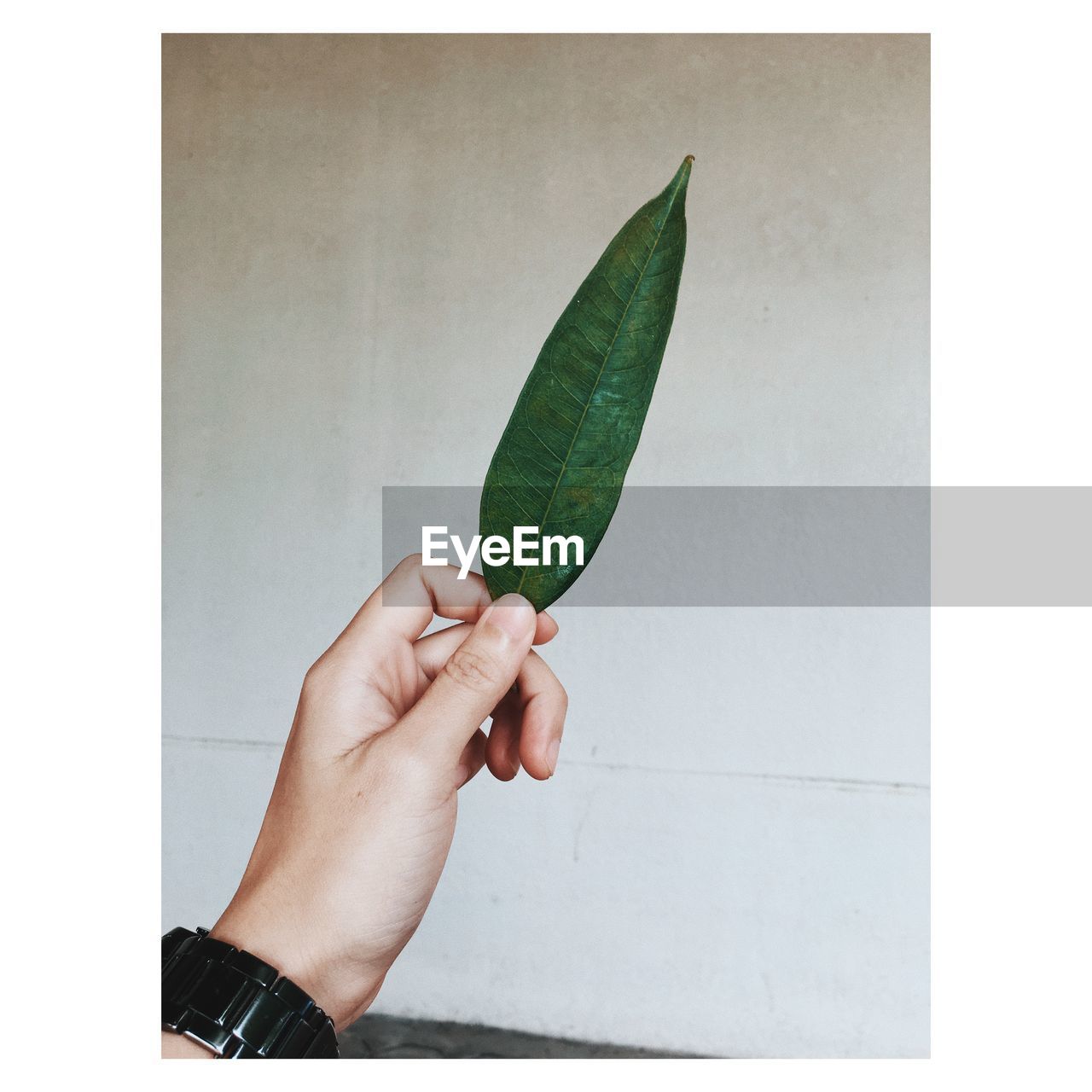 Close-up of hand holding leaf against wall 