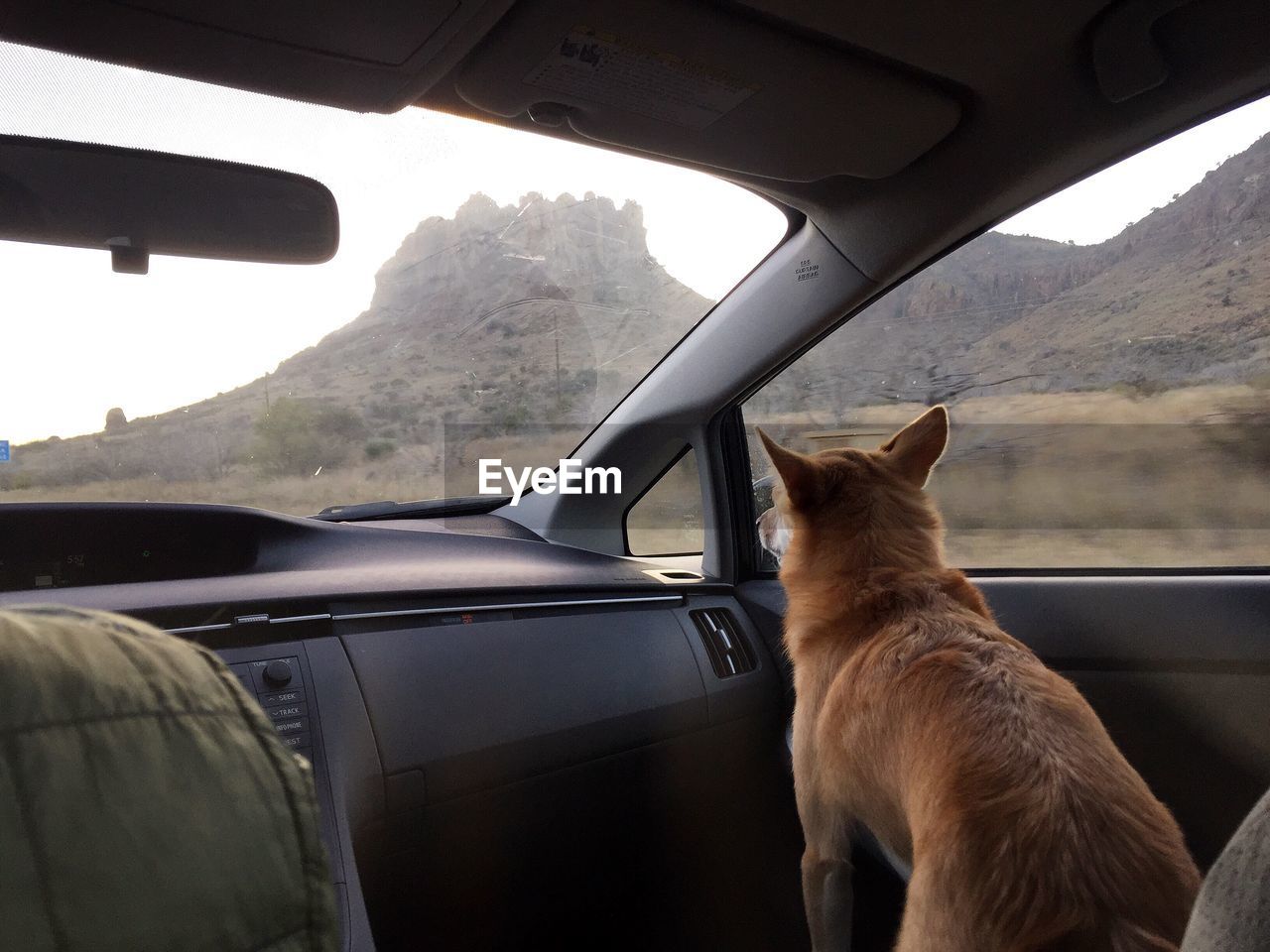 Dog sitting in car