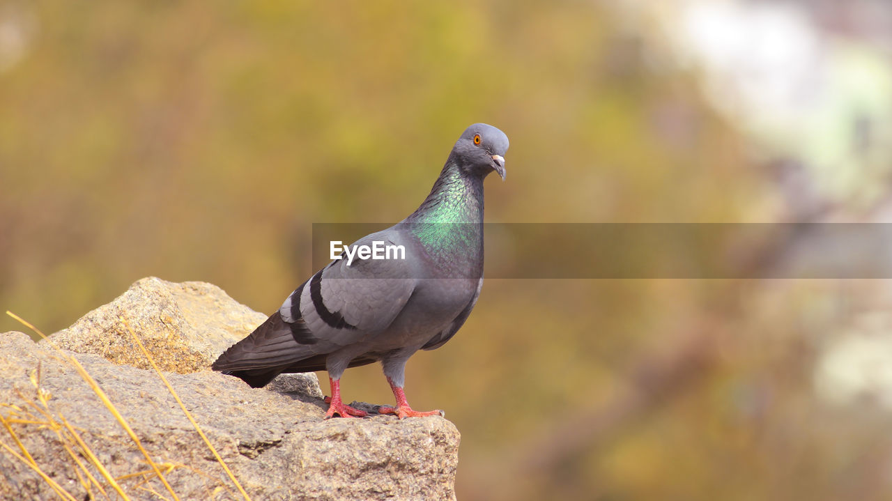 CLOSE-UP OF BIRD PERCHING ON OUTDOORS