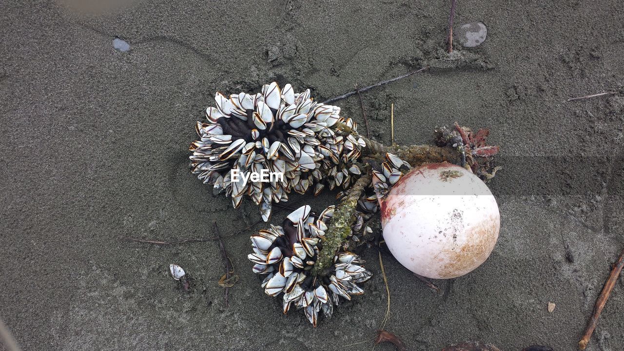 Directly above shot of mussels on buoy at beach