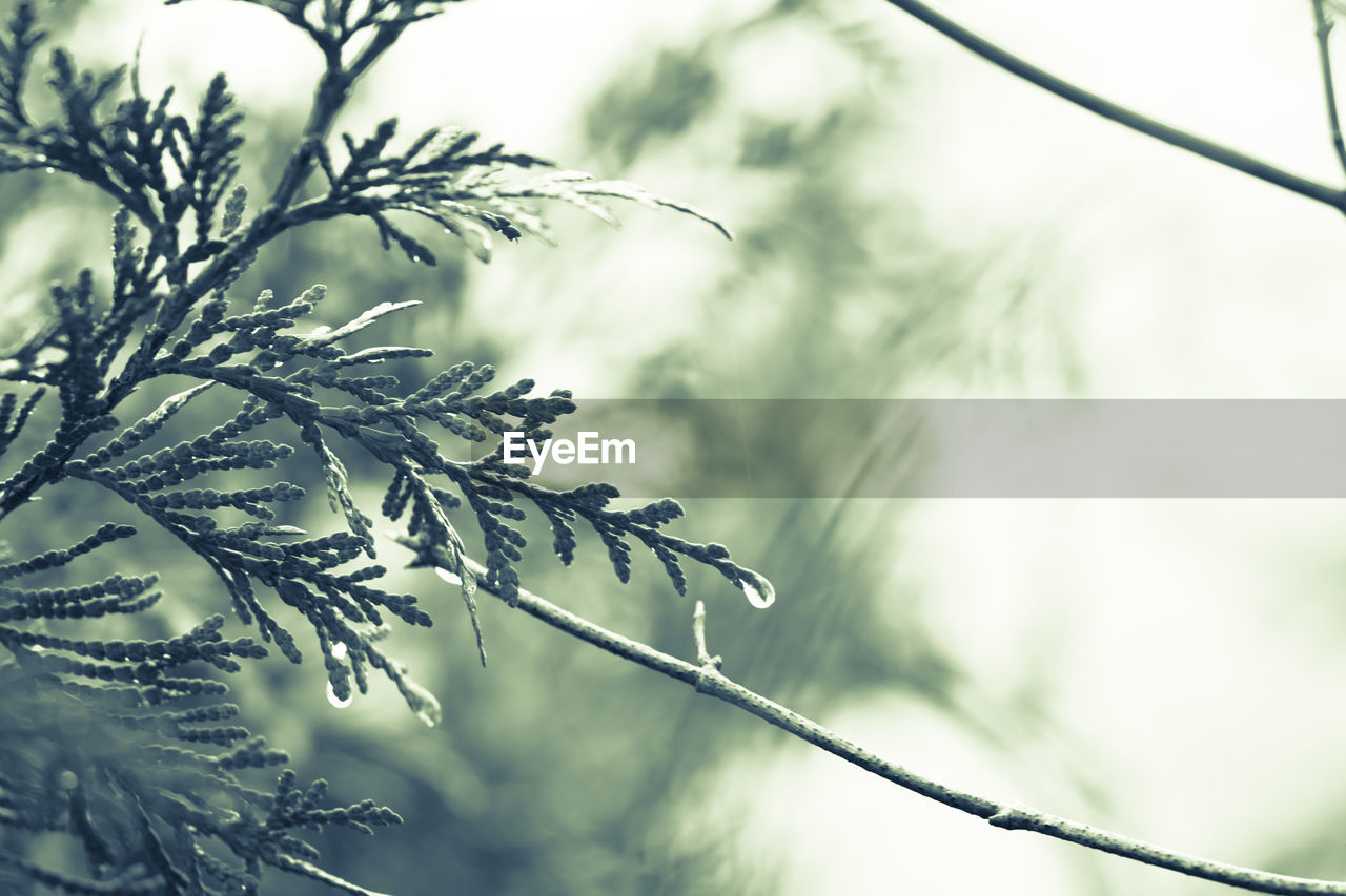 Low angle view of plant against sky