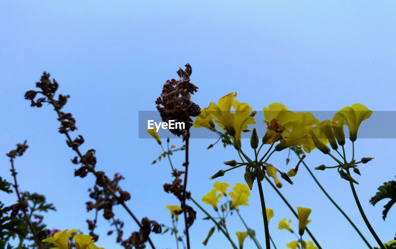 LOW ANGLE VIEW OF YELLOW FLOWERING PLANTS AGAINST SKY