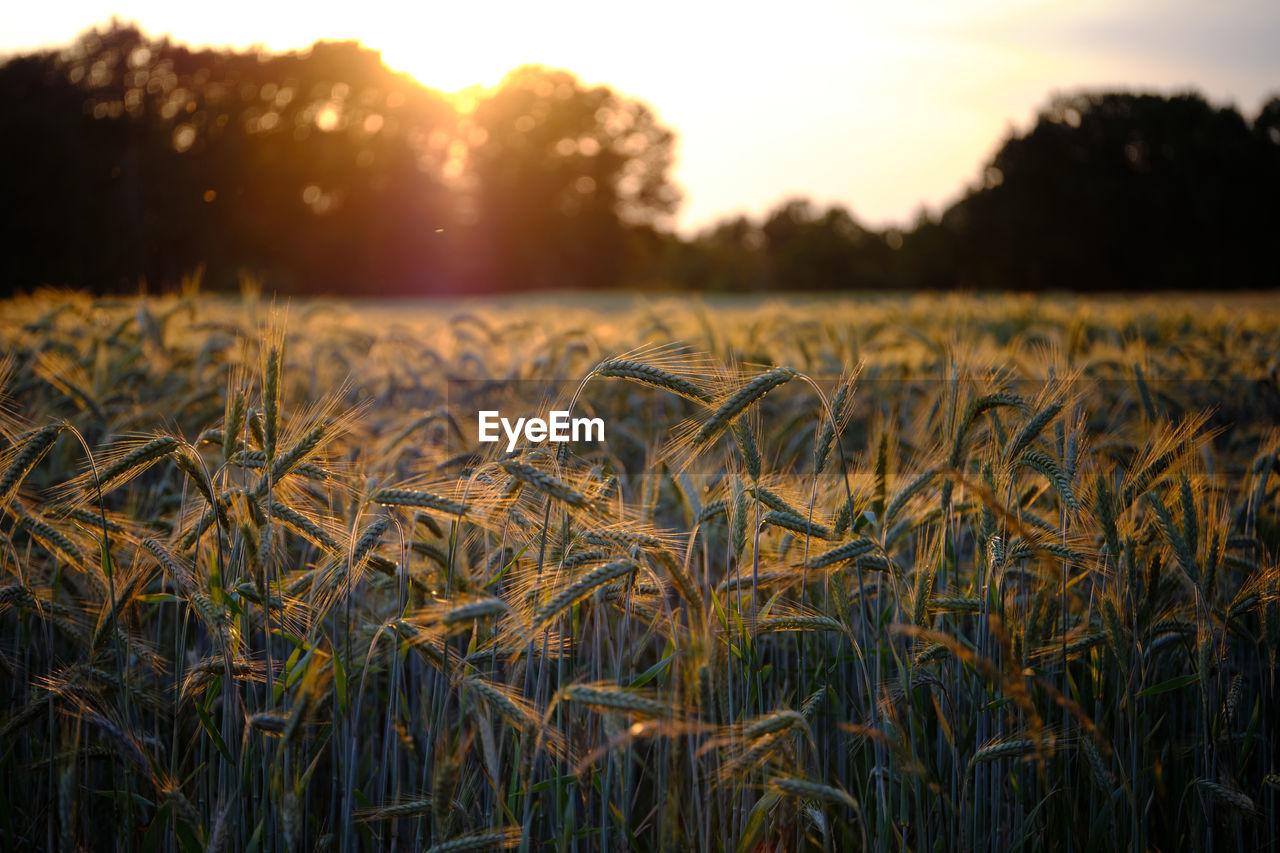 CLOSE-UP OF WHEAT FIELD AGAINST SKY