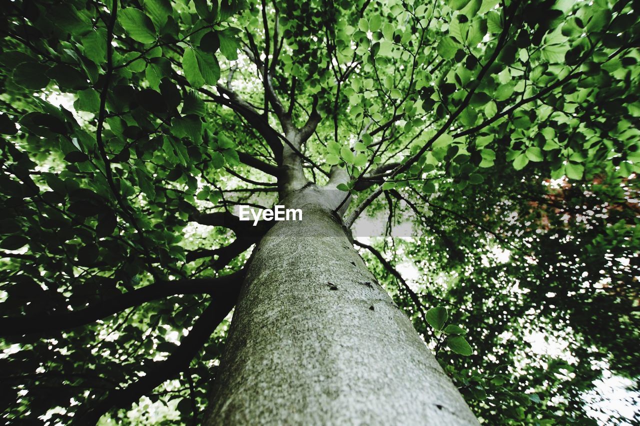 Low angle view of tree