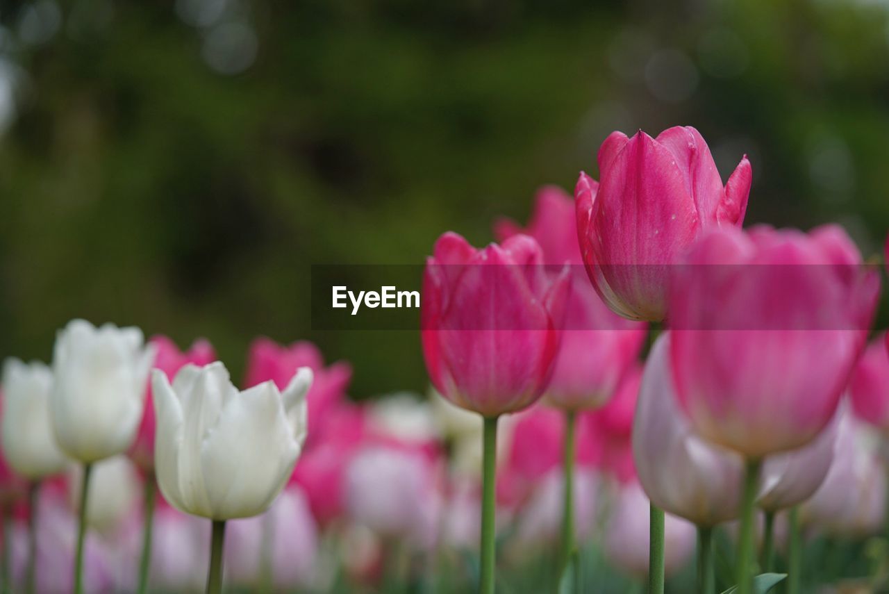 Close-up of pink tulips