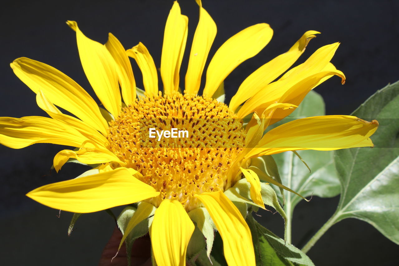 Close-up of yellow flower