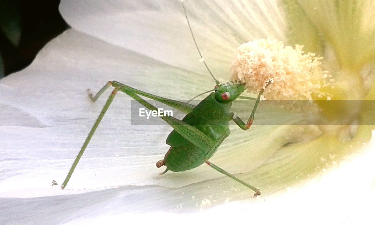 CLOSE-UP OF INSECT ON GREEN FLOWER