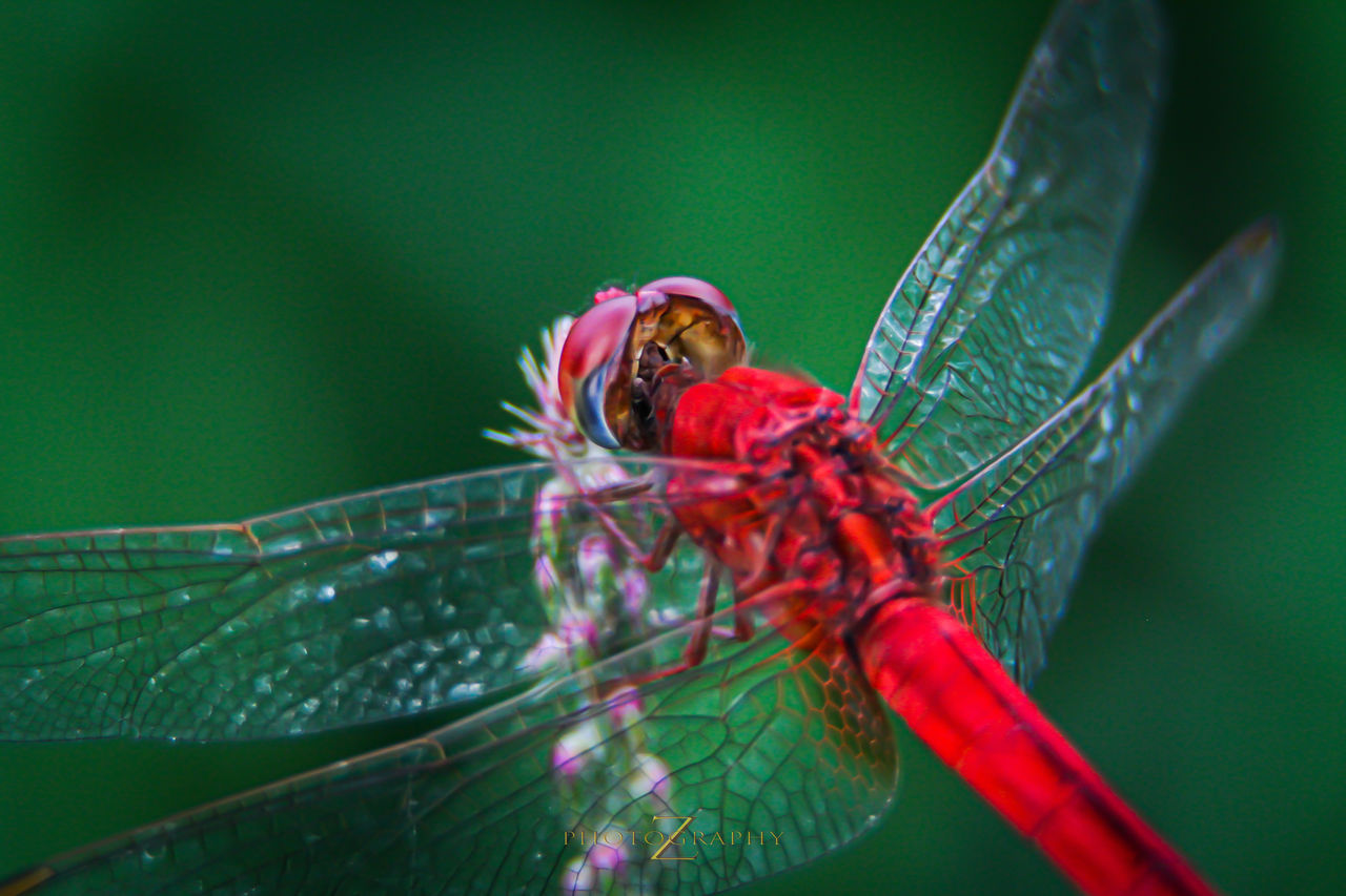 Close-up of insect on leaf