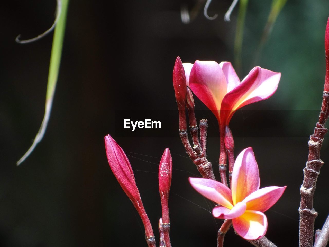 CLOSE-UP OF PINK LILY