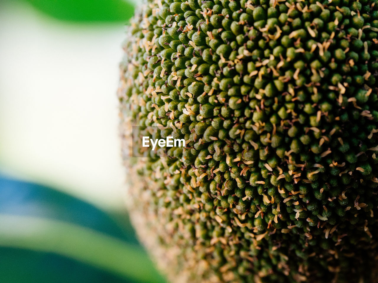Close-up of osage orange growing outdoors