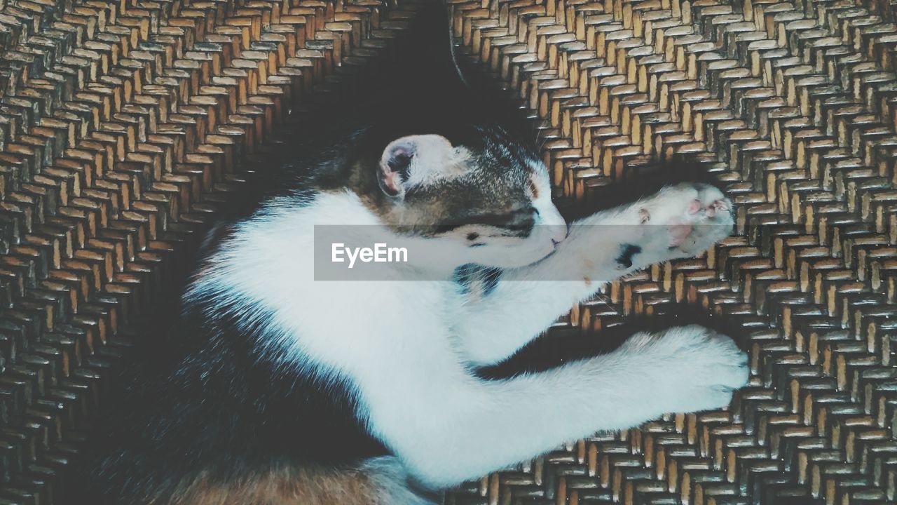 HIGH ANGLE VIEW OF DOG IN CAGE