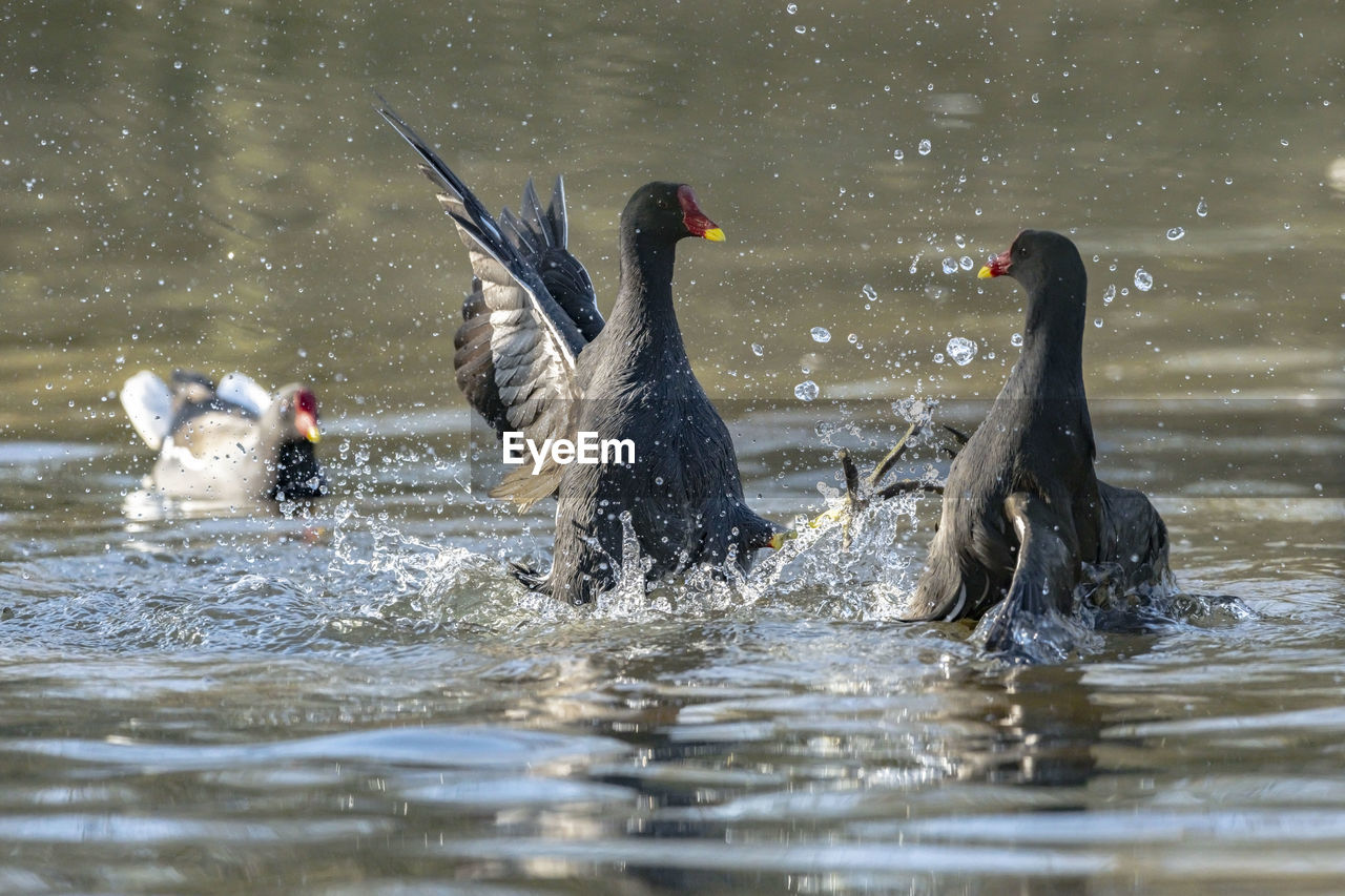 BIRDS SWIMMING IN LAKE