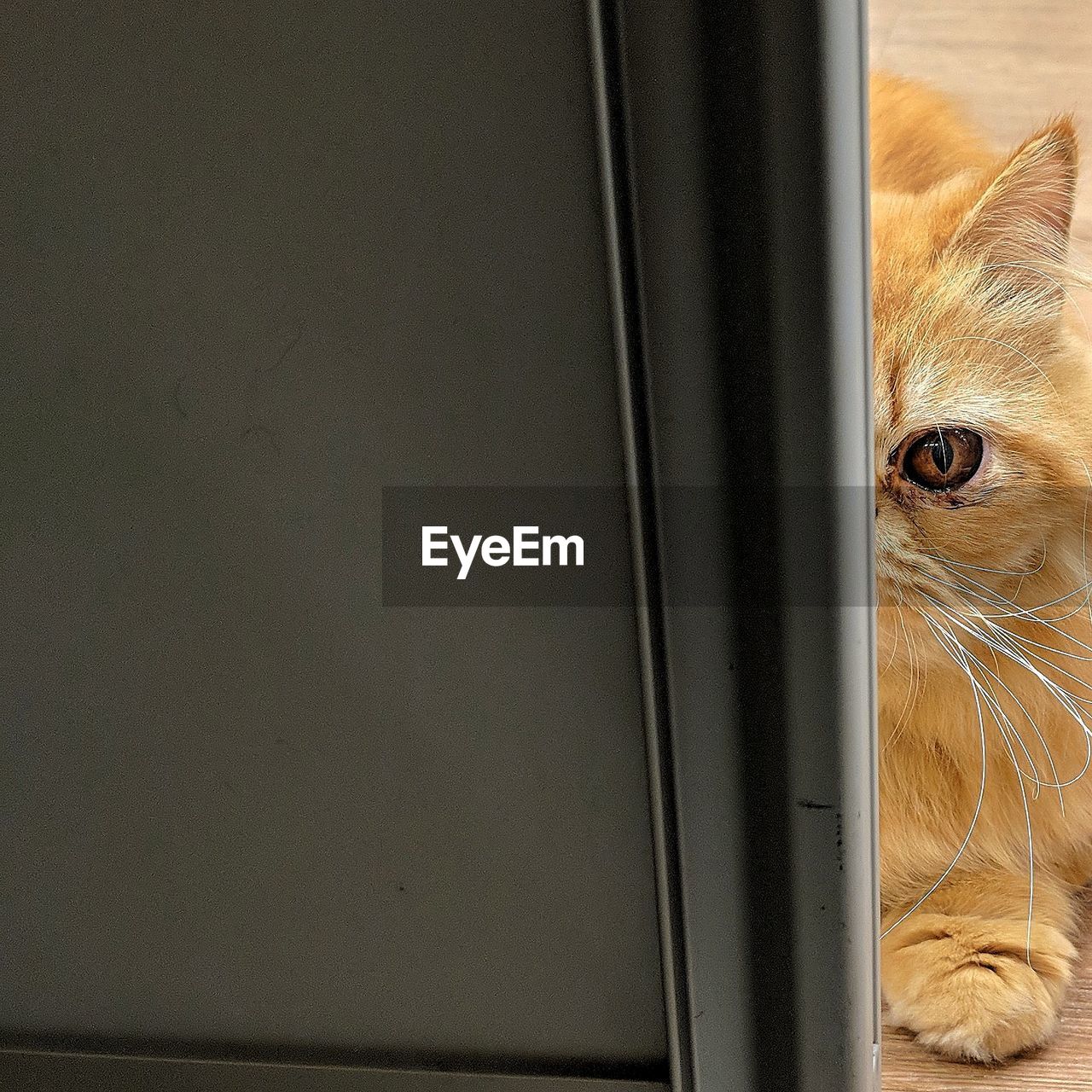 Close-up portrait of a cat