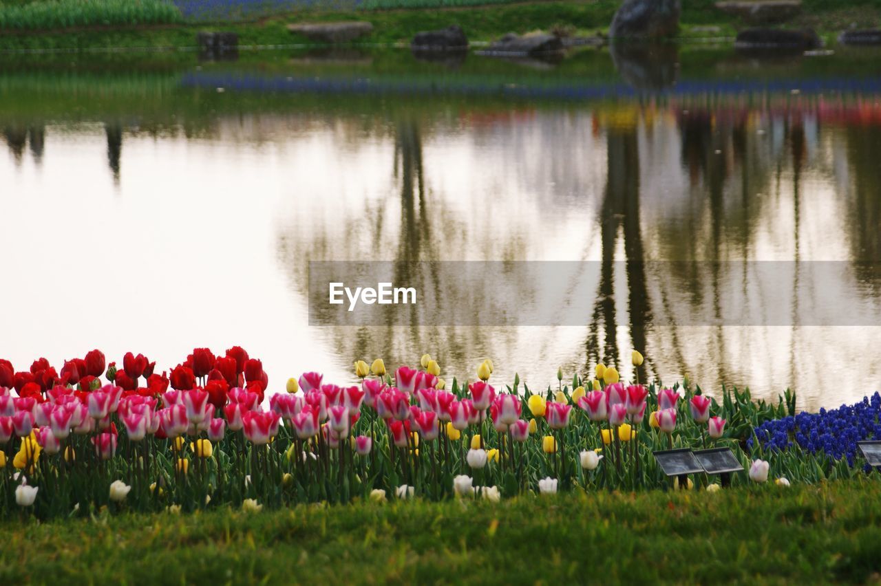 SCENIC VIEW OF PINK TULIPS BY LAKE