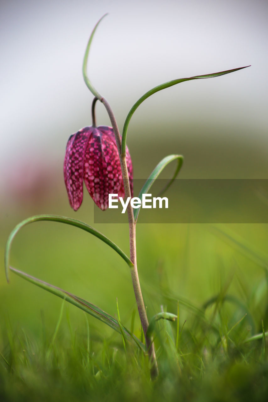 CLOSE-UP OF RED FLOWERING PLANT ON LAND