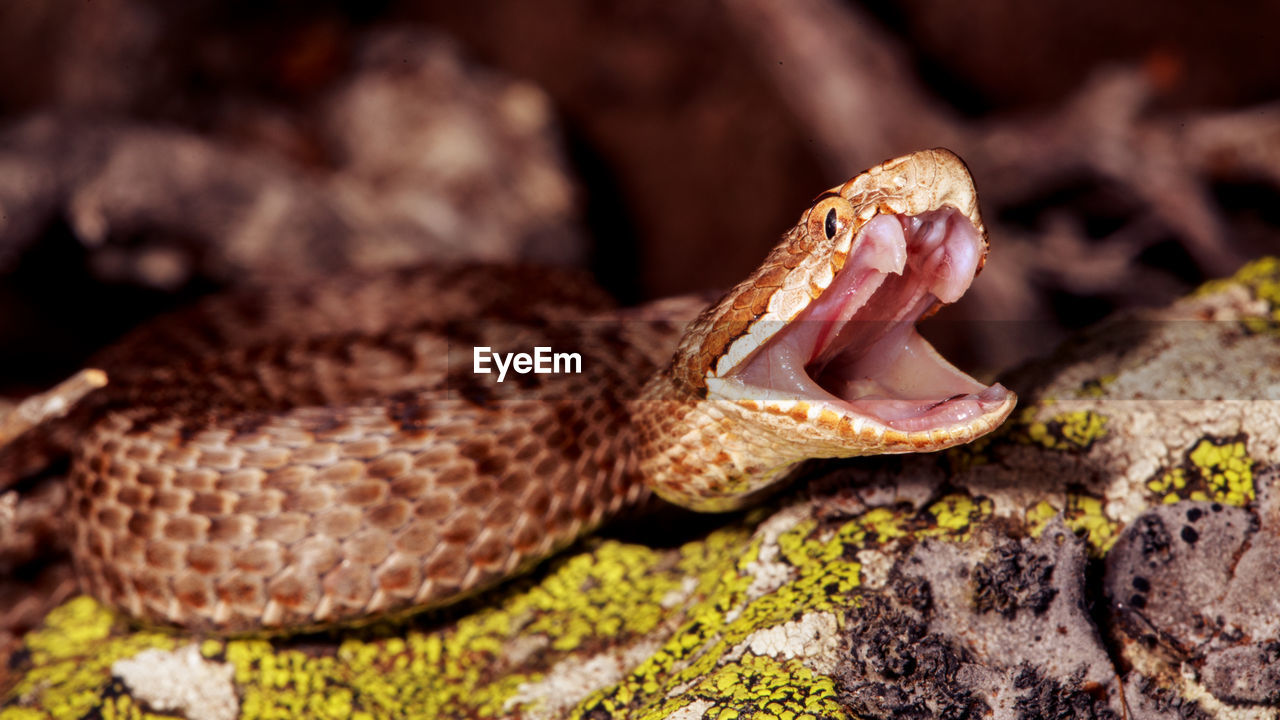 A seoane viper, vipera seoanei, resetting its jaw after striking its prey, spain. 