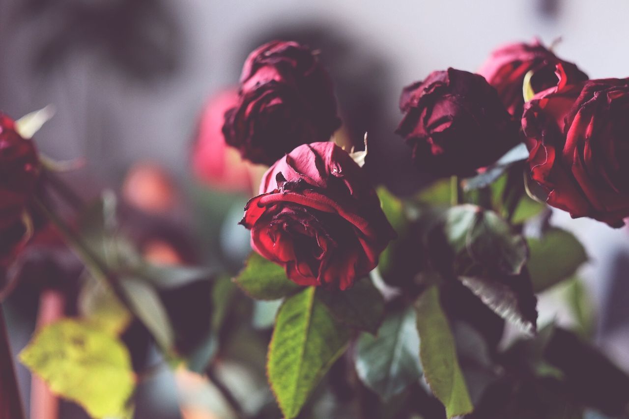Wilting red roses
