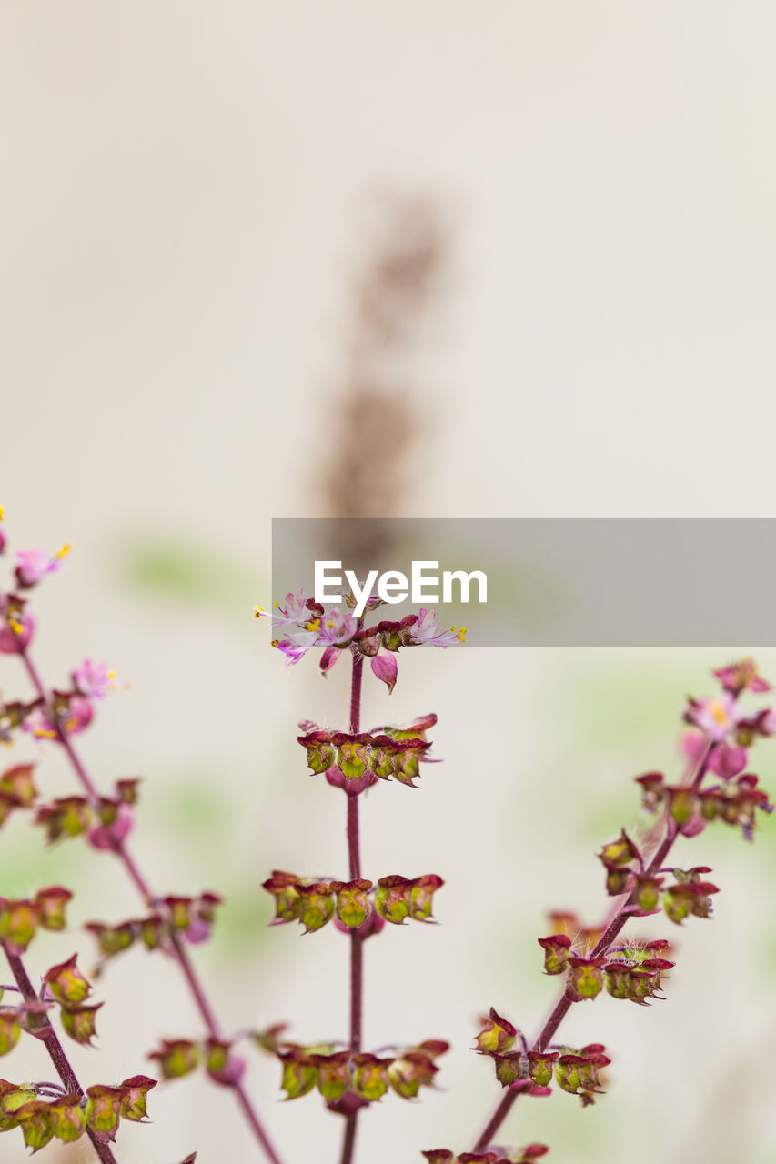 plant, flower, pink, flowering plant, nature, blossom, beauty in nature, freshness, petal, no people, tree, leaf, branch, spring, close-up, outdoors, fragility, growth, focus on foreground, springtime, macro photography, selective focus, day, food and drink, copy space, tranquility, defocused, plant part, food