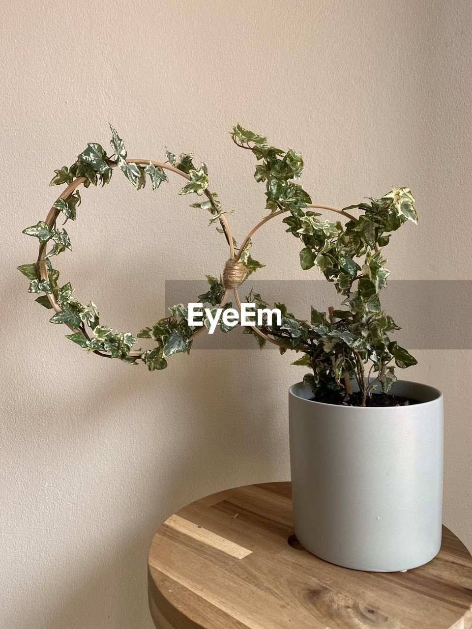 plant, indoors, no people, nature, studio shot