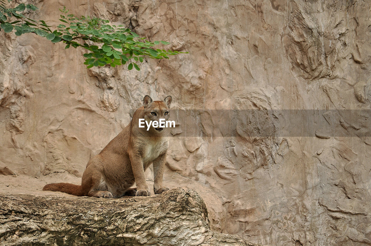 The cougar, also known as puma, mountain lion, mountain cat, catamount or panther.