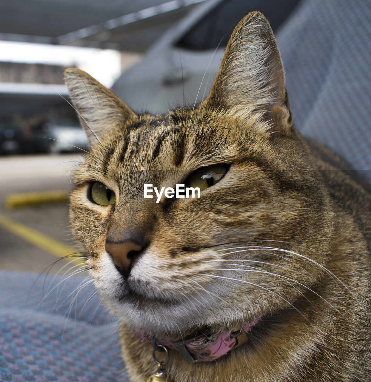 Close-up portrait of a cat