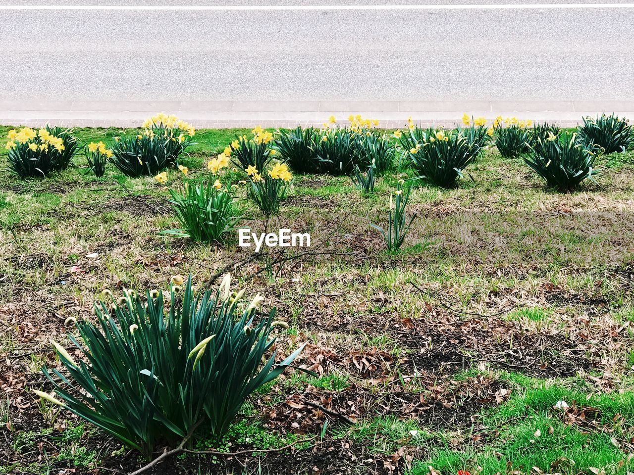 Close-up of plants growing on field