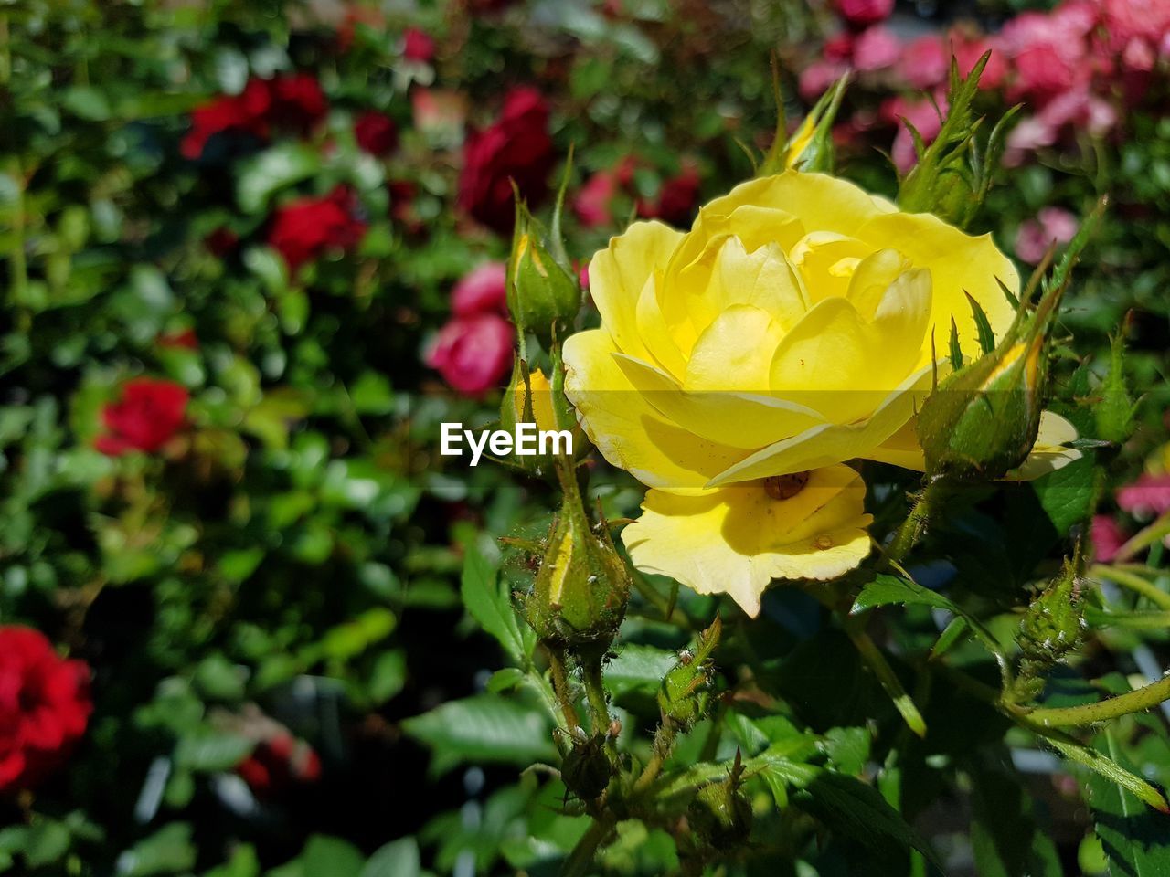 Close-up of yellow rose