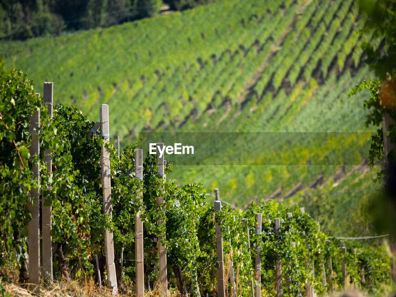 VIEW OF VINEYARD AGAINST GREEN FIELD