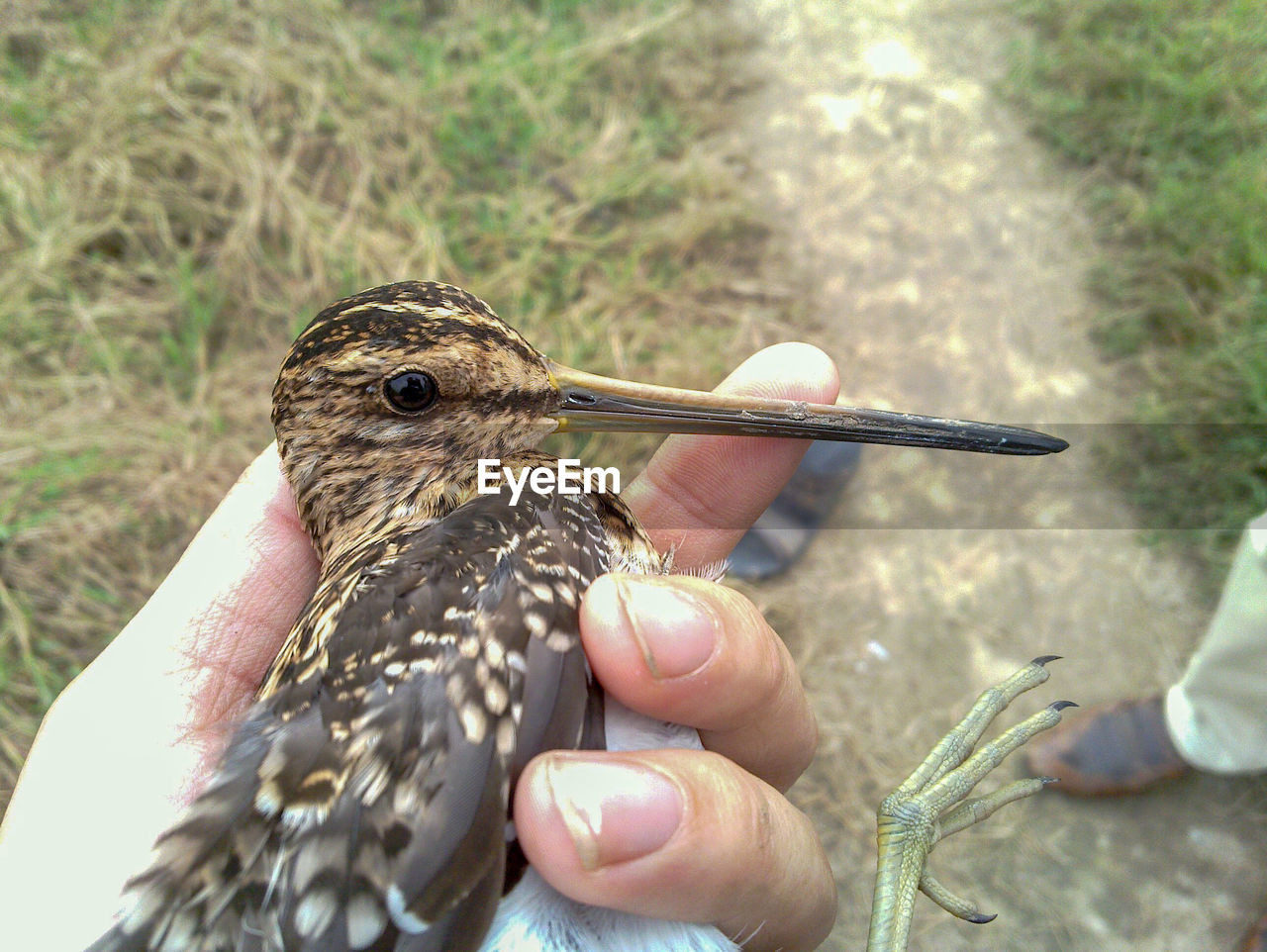 animal themes, animal, bird, hand, animal wildlife, wildlife, one animal, holding, one person, beak, day, focus on foreground, nature, close-up, outdoors, young animal, finger