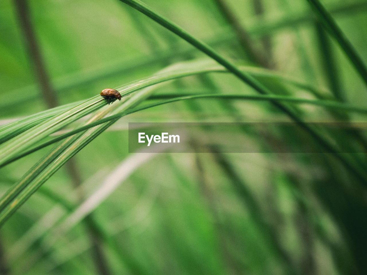 Close-up of ladybug on plant