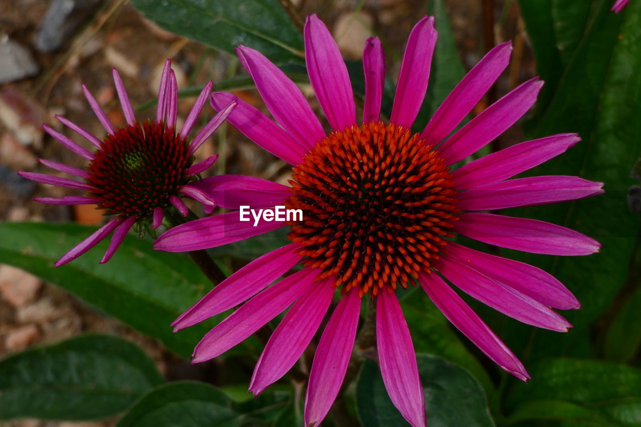 Close-up of pink flower