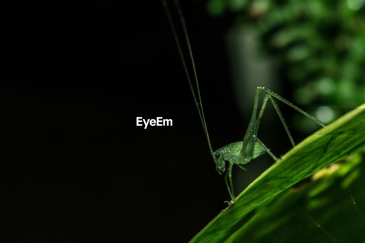 CLOSE-UP OF GRASSHOPPER