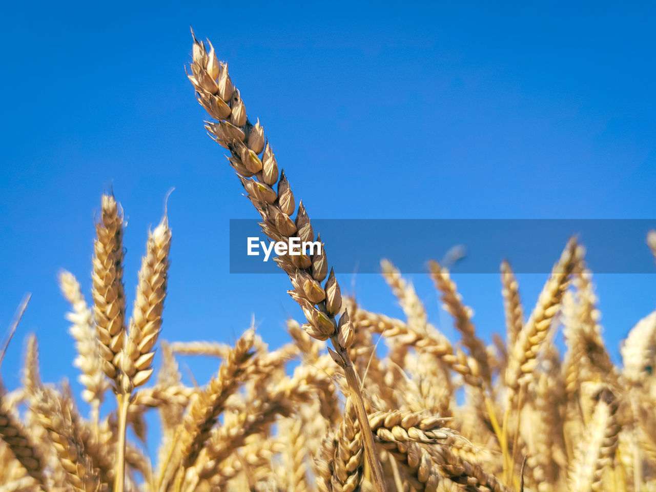 Almost ripe ears of wheat stand out nicely against a steel blue sky